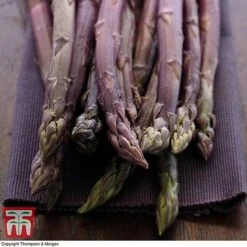 Asparagus Collection (Spring Planting) 9 Asparagus Collection (Spring Planting) -Plants Sales Store Burgundin Asparagus2