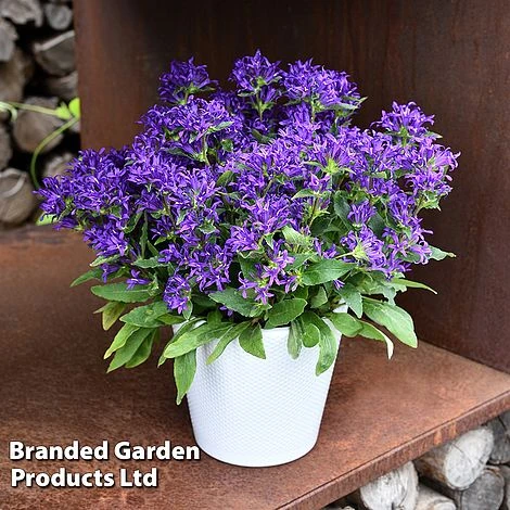 Campanula Glomerata 'Blue Crown' 4 Campanula Glomerata 'Blue Crown' - Image 2