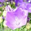 Campanula Carpatica 'Pearl Dark Blue' -Plants Sales Store CAMP PEARLDRKB1