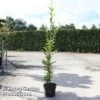 Carpinus Betulus 'Fastigiata' 1 Carpinus Betulus 'Fastigiata' -Plants Sales Store CARP FASTIGIAT S45262