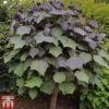 Catalpa X Erubescens 'Purpurea' 2 Catalpa X Erubescens 'Purpurea' -Plants Sales Store CATA TKA2013 A