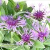 Centaurea Montana Amethyst Dream 1 Centaurea Montana Amethyst Dream -Plants Sales Store CENT KA4915 A