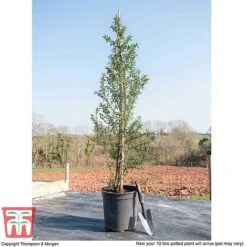 Ceanothus 'Concha' 13 Ceanothus 'Concha' -Plants Sales Store CEON KB3922 L