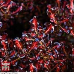 Coprosma Repens 'Pacific Sunset' -Plants Sales Store COPR 0887 A3