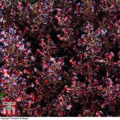 Coprosma Repens 'Pacific Sunset' -Plants Sales Store COPR 0887 A4