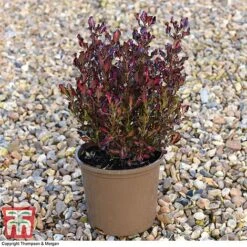 Coprosma Repens 'Pacific Sunset' -Plants Sales Store COPR 0887 A5