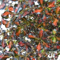Coprosma Repens 'Pacific Sunset' -Plants Sales Store COPR TKA0887 NOW1