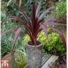 Cordyline 'Superstar' 1 Cordyline 'Superstar' -Plants Sales Store CORD KB0130 A