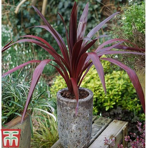 Cordyline 'Superstar' 3 Cordyline 'Superstar'