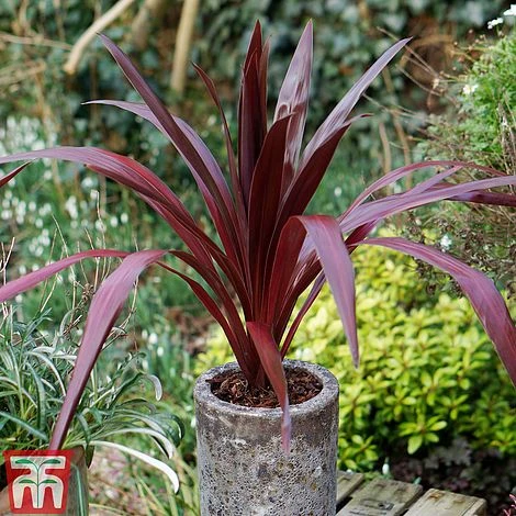 Cordyline 'Superstar' 4 Cordyline 'Superstar' - Image 2