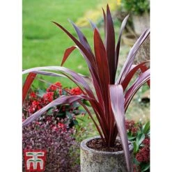 Cordyline 'Superstar' 10 Cordyline 'Superstar' -Plants Sales Store CORD KB0130 D