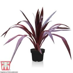 Cordyline 'Superstar' 11 Cordyline 'Superstar' -Plants Sales Store CORD KB0130 E