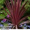 Cordyline 'Torbay Red' -Plants Sales Store CORD TORBAYRED T45343