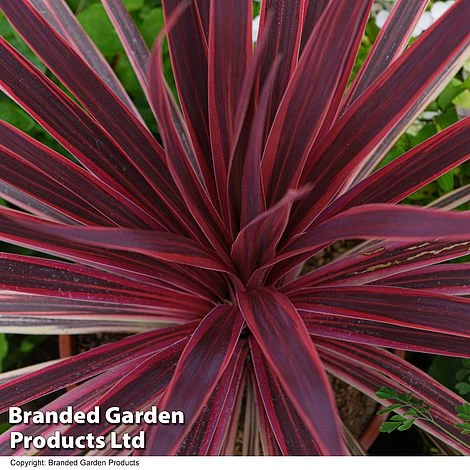 Cordyline 'Torbay Red' 4 Cordyline 'Torbay Red' - Image 2