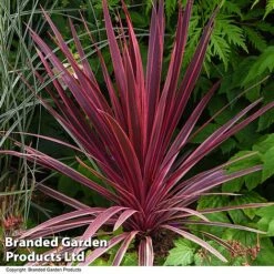 Cordyline 'Torbay Red' 8 Cordyline 'Torbay Red' -Plants Sales Store CORD TORBAYRED T45345