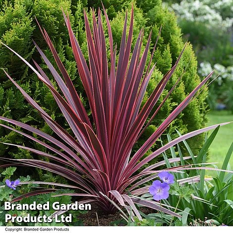Cordyline 'Torbay Red' 6 Cordyline 'Torbay Red' - Image 4