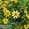 Coreopsis Grandiflora 'Domino' -Plants Sales Store CORE DOMINO W44943