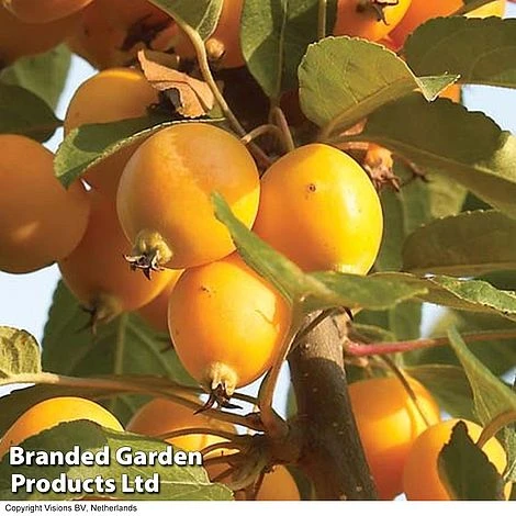 Crab Apple 'Golden Hornet' 4 Crab Apple 'Golden Hornet' - Image 2