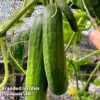 Cucumber 'Socrates' (Grafted) 2 Cucumber 'Socrates' (Grafted) -Plants Sales Store CUC SOC