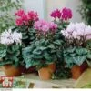 Cyclamen Persicum Metis Series 2 Cyclamen Persicum Metis Series -Plants Sales Store CYCL KB0885 A