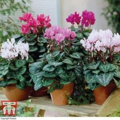 Cyclamen Persicum Metis Series