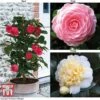 Camellia 'Blooming Wonder' - Gift 1 Camellia 'Blooming Wonder' - Gift -Plants Sales Store Camellia Blooming Wonder Mix