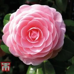 Camellia 'Blooming Wonder' - Gift -Plants Sales Store Camellia Blooming Wonder Pink
