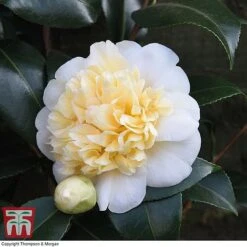 Camellia 'Blooming Wonder' - Gift -Plants Sales Store Camellia Blooming Wonder White