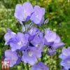 Campanula Medium 'Blue' 2 Campanula Medium 'Blue' -Plants Sales Store Campanula
