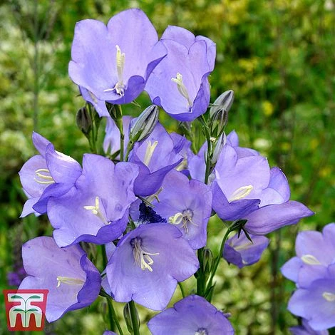 Campanula Medium 'Blue' 3 Campanula Medium 'Blue'
