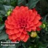 Dahlia Gallery Riviera 1 Dahlia Gallery Riviera -Plants Sales Store DAHL 64008 A