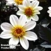 Dahlia Happy Days Cream -Plants Sales Store DAHL 64010 A