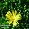Delosperma Congestum 'Yellow' -Plants Sales Store DELO CONGESTAY S36856
