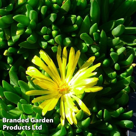 Delosperma Congestum 'Yellow' 3 Delosperma Congestum 'Yellow'