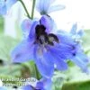 Delphinium Blue Jay 2 Delphinium Blue Jay -Plants Sales Store DELP 64026 A