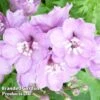 Delphinium Magic Fountains Cherry Blossom -Plants Sales Store DELP 64032 A