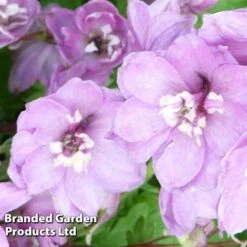 Delphinium Magic Fountains Cherry Blossom -Plants Sales Store DELP 64032 B