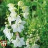 Delphinium Elatum 'Double Innocence' 2 Delphinium Elatum 'Double Innocence' -Plants Sales Store DELP KA5071 A