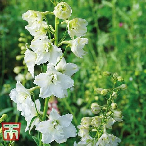 Delphinium Elatum 'Double Innocence' 3 Delphinium Elatum 'Double Innocence'