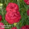 Dianthus Scent First Passion 2 Dianthus Scent First Passion -Plants Sales Store DIAN KA5113 A