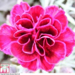 Dianthus 'Odessa Red' 15 Dianthus 'Odessa Red' -Plants Sales Store DIAN T80274 A