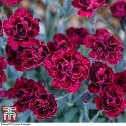 Dianthus 'Odessa Red' 12 Dianthus 'Odessa Red' -Plants Sales Store DIAN T80274 B