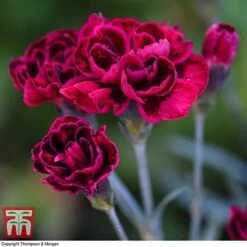 Dianthus 'Odessa Red' 11 Dianthus 'Odessa Red' -Plants Sales Store DIAN T80274 E