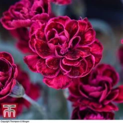 Dianthus 'Odessa Red' 13 Dianthus 'Odessa Red' -Plants Sales Store DIAN T80274 F