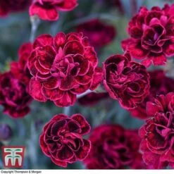 Dianthus 'Odessa Red' 14 Dianthus 'Odessa Red' -Plants Sales Store DIAN T80274 G