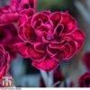 Dianthus 'Odessa Red' -Plants Sales Store DIAN T80274 c