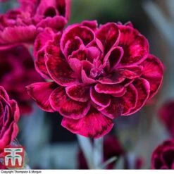 Featured Products 4 Dianthus 'Odessa Red'