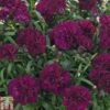 Dianthus 'Sunflor Beetle' 2 Dianthus 'Sunflor Beetle' -Plants Sales Store DIAN TKA0721 A