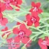 Dianthus 'Fusilier' 2 Dianthus 'Fusilier' -Plants Sales Store DIANTHUS FUSILIER