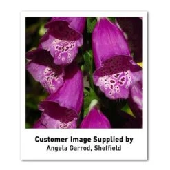 Foxglove 'Dalmation Purple' -Plants Sales Store DIGI T64064 U2 h